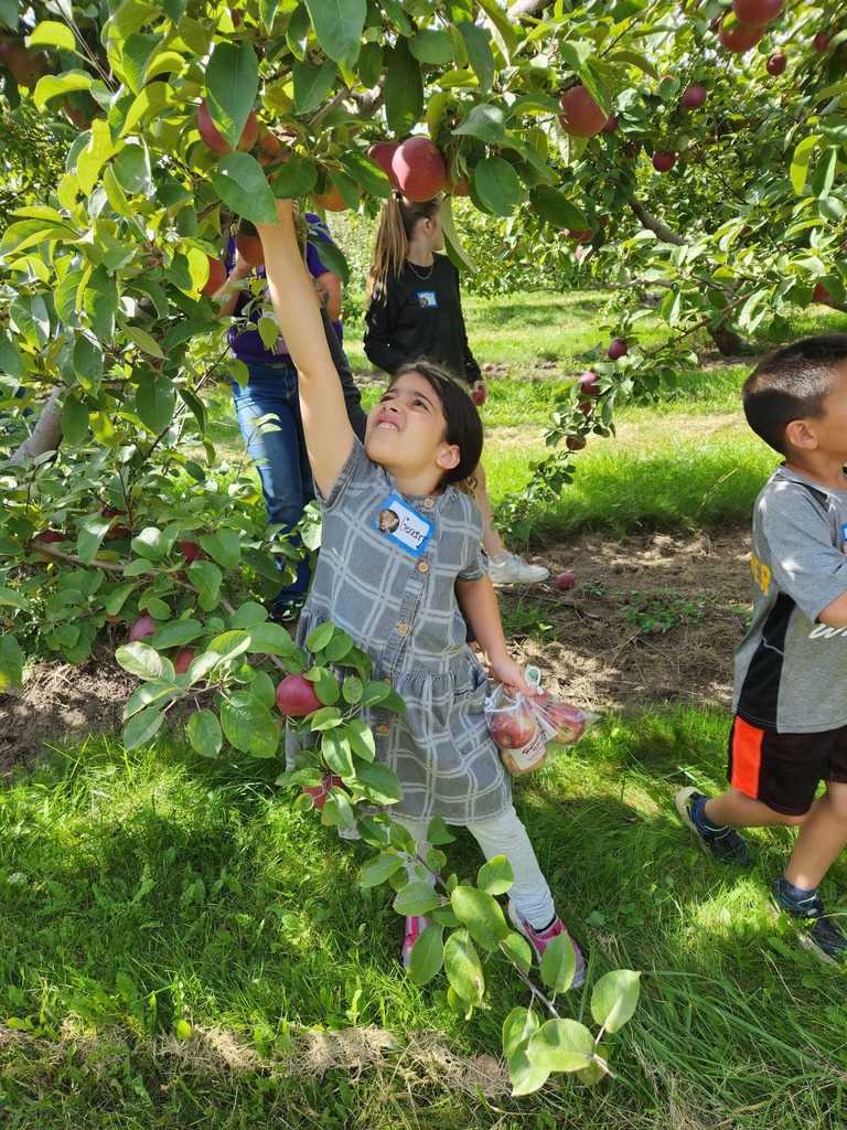 3rd Grader picking an apple